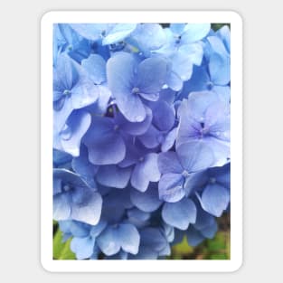 Blue hydrangea photograph Sticker